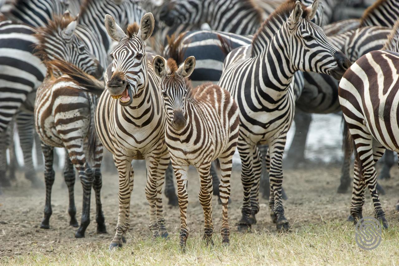 Serengeti Serena Safari Lodge Eksteriør billede