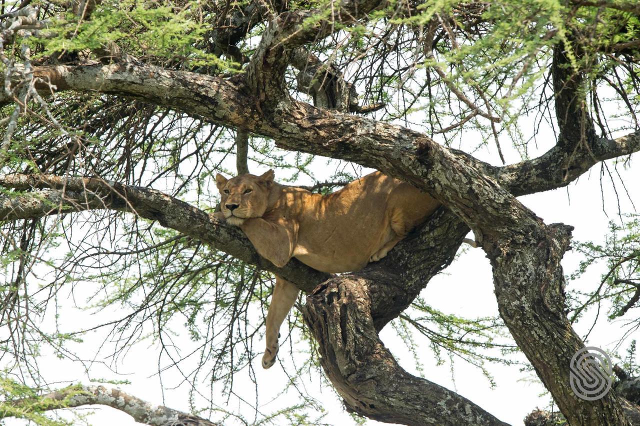 Serengeti Serena Safari Lodge Eksteriør billede
